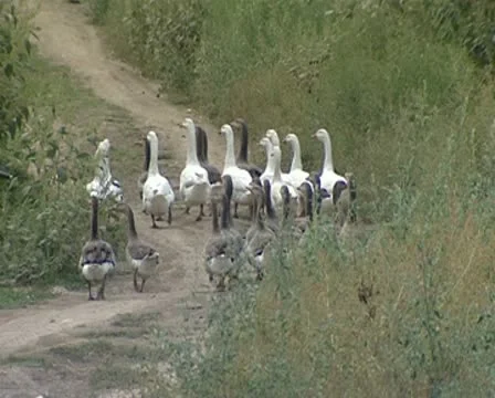 Duck Stock Footage 8994415