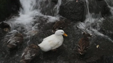 Duck 動画素材 10131164