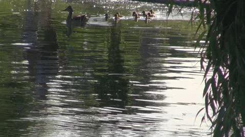 Duck Stock-Footage 10576796