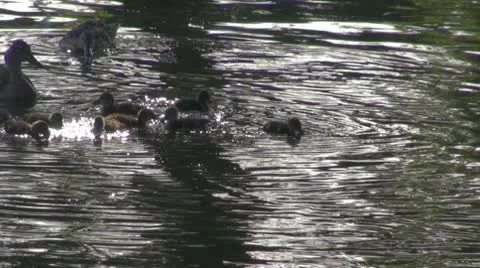 Duck Stockbeeldmateriaal 10576799