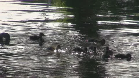 Duck Stock Footage 10576813