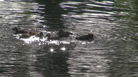 Duck Stock-Footage 10576845