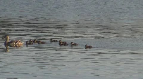 Duck Stock Footage
