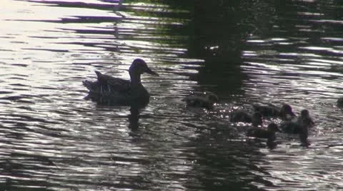Duck Stock Footage
