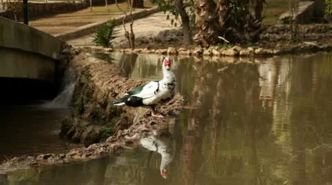 Duck Stock Footage 10727617