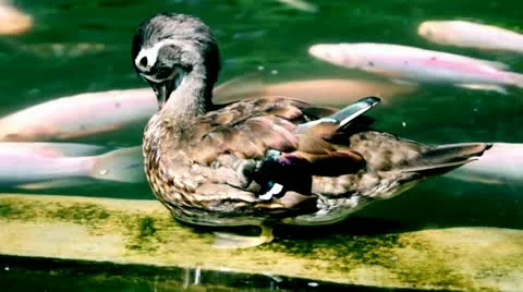 Duck Stock Footage 10814278
