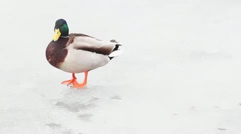 Duck Stock Footage 10847207