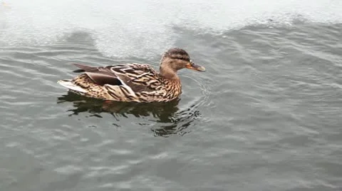 Duck Stock Footage 10847245