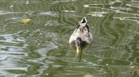 Duck Stock Footage 12009102