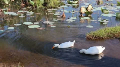 Duck 库存影片 20593166