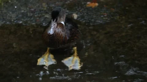 Duck Vídeo Stock 20628155