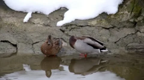 Duck Stock Footage 21253718