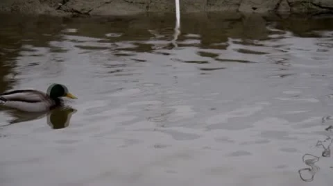 Duck Video stock 21253739