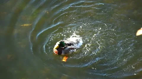 Duck Stock Footage 24646814