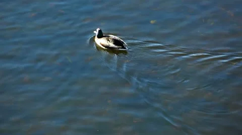 Duck Stock Footage 24646842