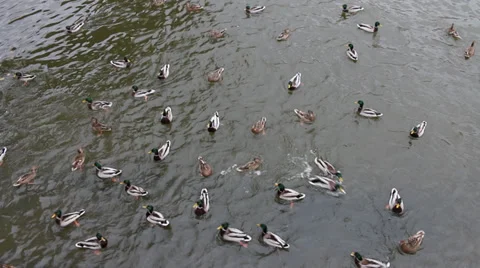 Duck Stock Footage 32233740