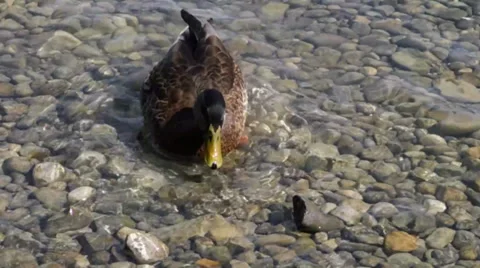 Duck Stock Footage 32703286