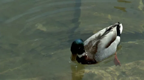Duck Stock Footage 33362856