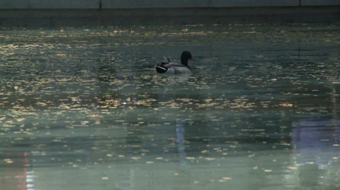 Duck Stock Footage 34021372