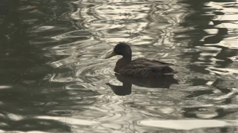 Duck Video stock 34386027