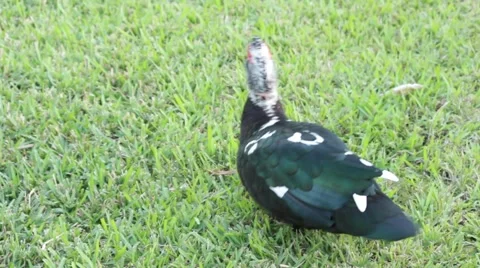 Duck Stock-Footage 45178360