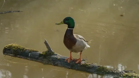 Off duck Stock Footage 52315161