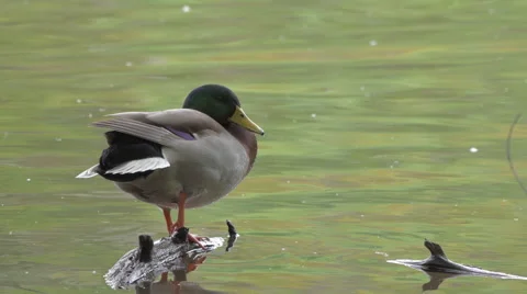 Duck Stock Footage 68992052