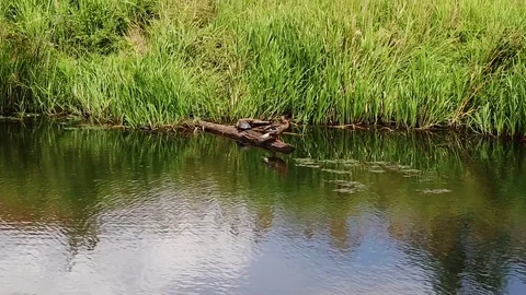 Duck Stock Footage 78029139