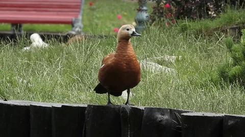 Duck Stock Footage 78159433