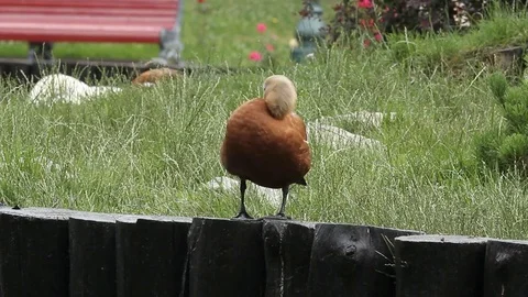 Duck 库存影片 78159874