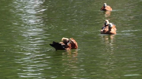 Duck 库存影片 78352083