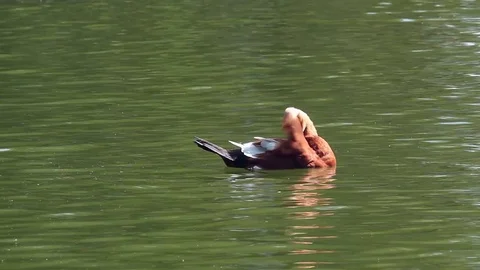 Duck 库存影片 78354495