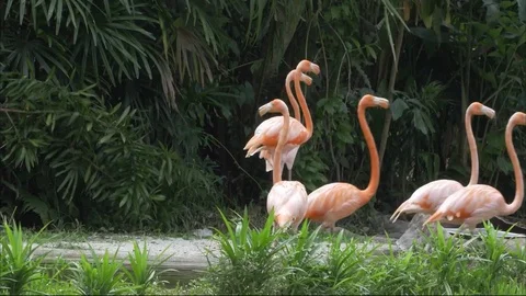 Duck Vidéo 79605895