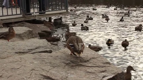 Duck Stock Footage 81182426