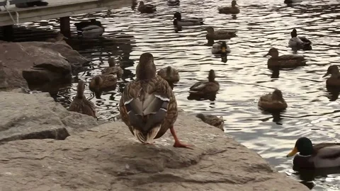 Duck Stock Footage 81182488