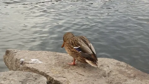 Duck Stock Footage 81182591