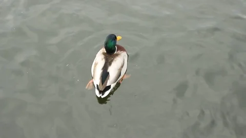 Duck Stock Footage 81182629