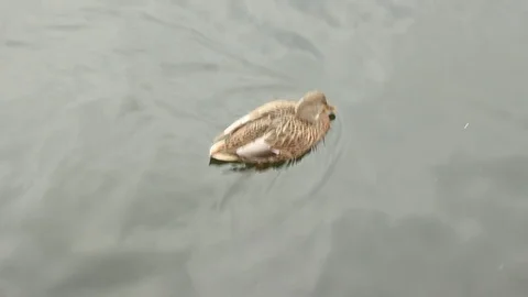 Duck Stock Footage 81182631