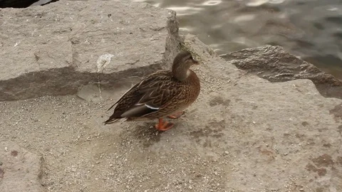 Duck Stock Footage 81182640