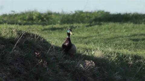 Duck Stock Footage 85384365