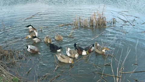 Duck 스톡 동영상 86321061