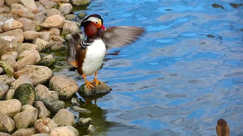 Duck Stock Footage 86520013