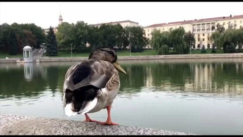 Duck Stockbeeldmateriaal 94832516