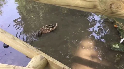 Duck Stock Footage 97820280