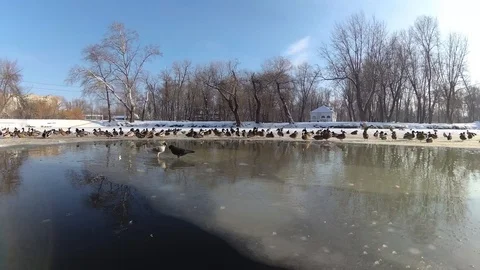 Duck Stock Footage 101161331