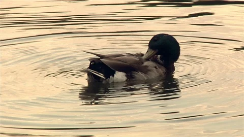 Duck Video stock 103545341