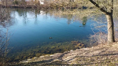 Duck 動画素材 104726630