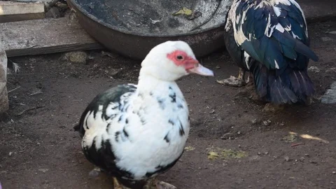 Duck Stock Footage 123957538