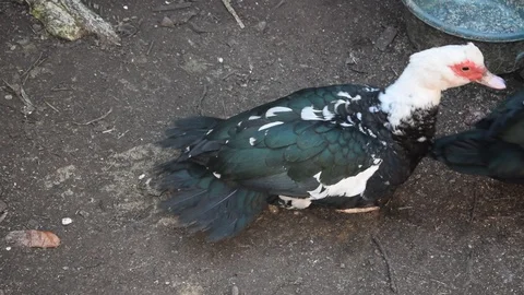 Duck 库存影片 123957959