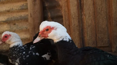 Duck Stock Footage 124075958